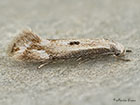  38.046 Elachista albidella Copyright Martin Evans 