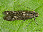  39.002 Blastodacna atra Apple Pith Moth Copyright Martin Evans 