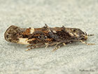  40.001 Mompha conturbatella Copyright Martin Evans 