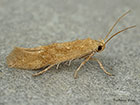  40.002 Mompha ochraceella Copyright Martin Evans 