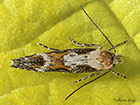  40.005 Mompha divisella dorsal view Copyright Martin Evans 