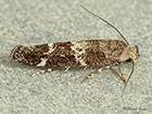  40.008 Mompha subbistrigella Copyright Martin Evans 