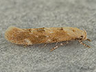  40.010 Mompha epilobiella Copyright Martin Evans 