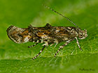  40.012  Mompha miscella Copyright Martin Evans 