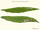 40.015 Mompha raschkiella mines on Rose-bay Willowherb Copyright Martin Evans 
