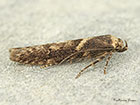 41.002 Blastobasis adustella Copyright Martin Evans 