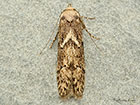  41.002 Blastobasis adustella Copyright Martin Evans 
