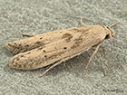  41.003 Blastobasis lacticolella Copyright Martin Evans 