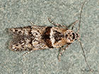  41.005 Blastobasis rebeli Copyright Martin Evans 