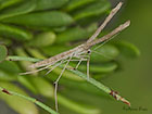  45.002 Agdistis meridionalis Copyright Martin Evans 