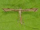  45.006 Platyptilia isodactylus Copyright Martin Evans 