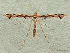  45.010 Amblyptilia acanthodactyla Copyright Martin Evans 