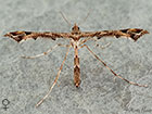  45.010 Amblyptilia acanthodactyla female Copyright Martin Evans 