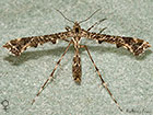  45.011 Amblyptilia punctidactyla Copyright Martin Evans 