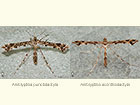  45.011 Amblyptilia punctidactyla and Amblyptilia acanthadactyla Copyright Martin Evans 