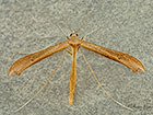  45.012 Stenoptilia pterodactyla Brown Plume Copyright Martin Evans 