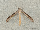  45.021 Stenoptilia zophodactylus Dowdy Plume	Copyright Martin Evans 