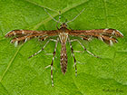  45.025 Oxyptilus parvidactyla Small Plume Copyright Martin Evans 