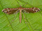  45.026 Oxyptilus distans Breckland Plume Copyright Martin Evans 