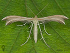  45.034 Merrifieldia baliodactylus Dingy White Plume Copyright Martin Evans 