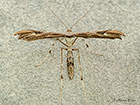  45.037 Dusky Plume Oidaematophorus lithodactyla Copyright Martin Evans 