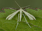  45.039 Citron Plume Hellinsia carphodactyla Copyright Martin Evans 
