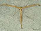  45.044 Emmelina monodactyla Copyright Martin Evans