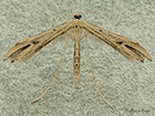  45.044 Emmelina monodactyla Copyright Martin Evans 