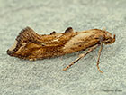  47.006 Epermenia falciformis Copyright Martin Evans 