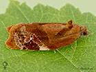  49.004 Ditula angustiorana Red-barred female Tortrix Copyright Martin Evans 