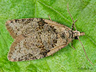  49.009 Capua vulgana Copyright Martin Evans 