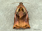  49.013 Archips podana Large Fruit-tree Tortrix Copyright Martin Evans 