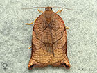  49.013 Archips podana Large Fruit-tree Tortrix female Copyright Martin Evans 