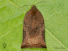  49.013 Archips podana Large Fruit-tree Tortrix female Copyright Martin Evans 