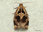  49.014 Archips crataegana Copyright Martin Evans 