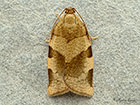  49.018 Choristoneura hebenstreitella Copyright Martin Evans 