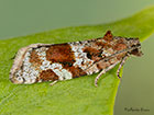  49.020 Argyrotaenia ljungiana Copyright Martin Evans 