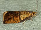  49.022 Ptycholoma lecheana Copyright Martin Evans 