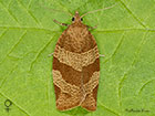  49.023 Pandemis cinnamomeana female Copyright Martin Evans 