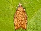  49.024 Pandemis corylana Chequered Fruit-tree Tortrix Copyright Martin Evans 