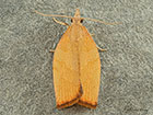  49.024 Pandemis corylana Chequered Fruit-tree Tortrix Copyright Martin Evans 