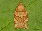  49.024 Pandemis corylana Chequered Fruit-tree Tortrix female Copyright Martin Evans 