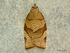  49.025 Pandemis cerasana Barred Fruit-tree Tortrix Copyright Martin Evans 