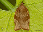  49.025 Pandemis cerasana Barred Fruit-tree Tortrix Copyright Martin Evans 
