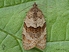  49.028 Syndemis musculana female Copyright Martin Evans 