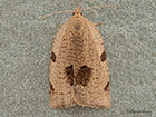  49.029 Lozotaenia forsterana Copyright Martin Evans 