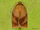  49.030 Cacoecimorpha pronubana Carnation Tortrix Copyright Martin Evans 