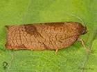  49.030 Cacoecimorpha pronubana Carnation Tortrix female Copyright Martin Evans 