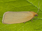  49.031 Zelotherses paleana Timothy Tortrix Copyright Martin Evans 