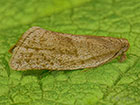  49.035 Clepsis senecionana  Copyright Martin Evans 